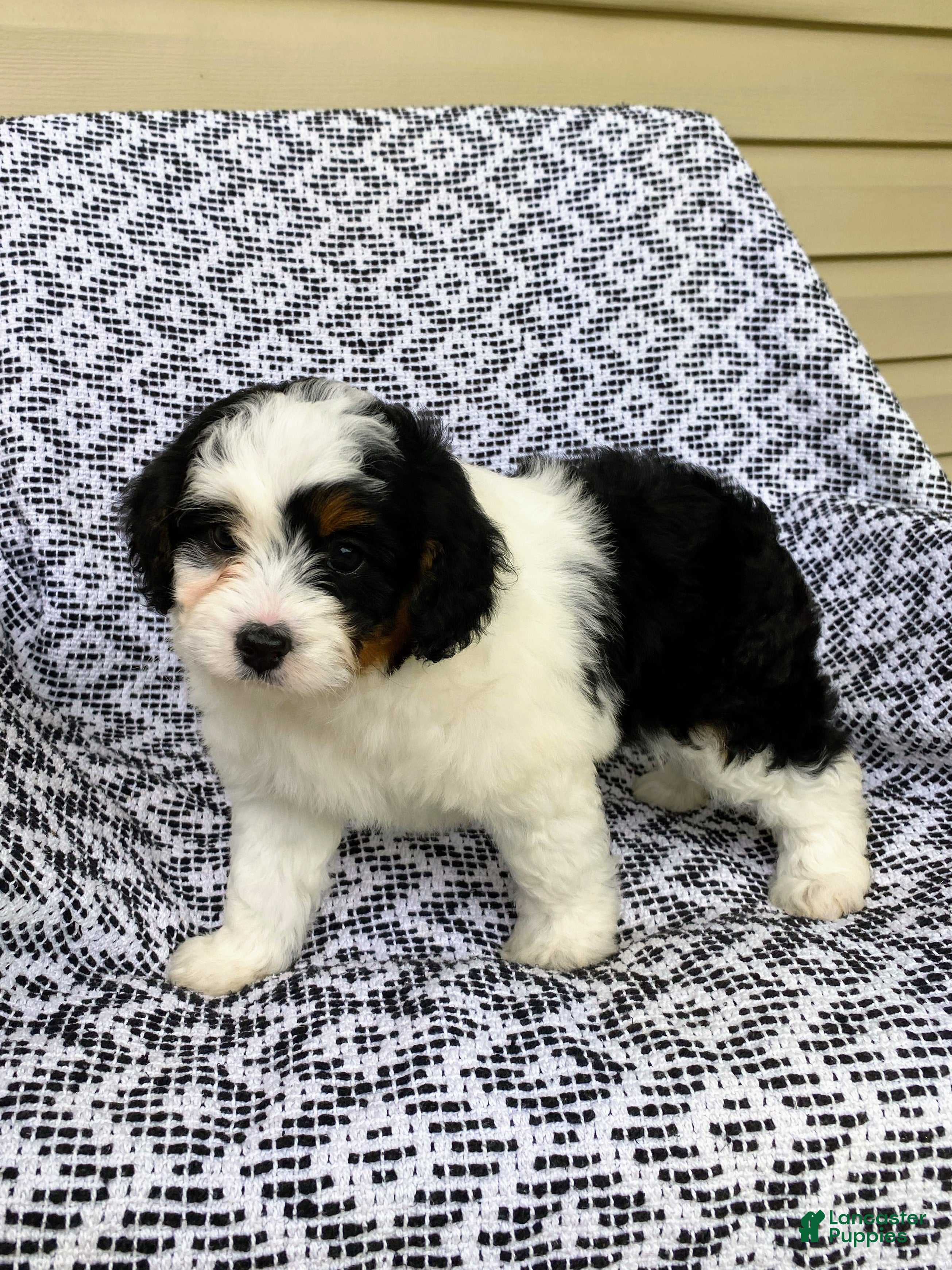 Mini Aussiedoodle dogs Bella - Ad 2