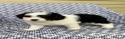 Mini Aussiedoodle dogs for sale: Bella - Ad 2