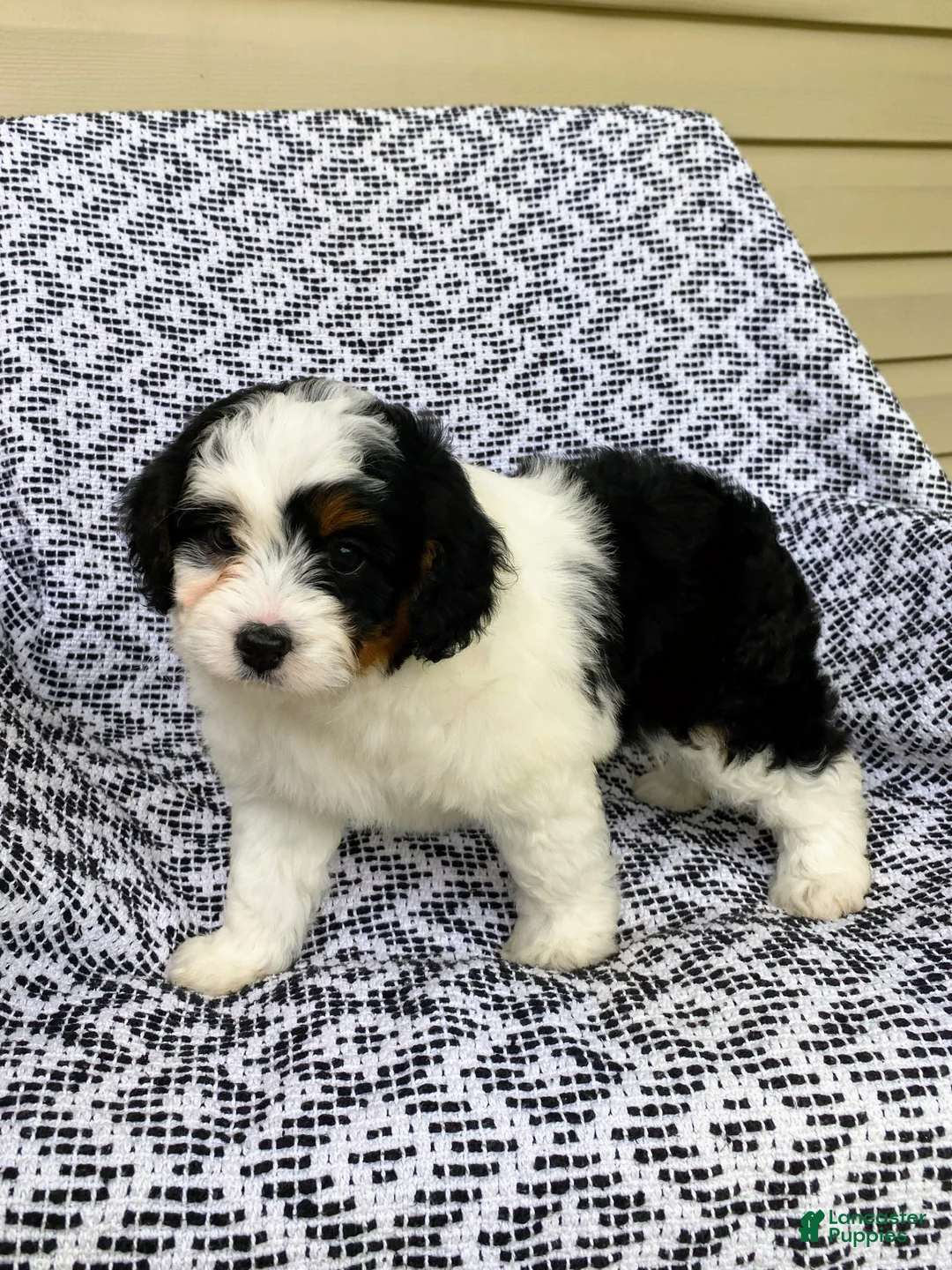 Mini Aussiedoodle dogs for sale: Bella - Ad 2