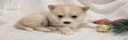 Pomsky dogs for sale: Rina - Ad 3