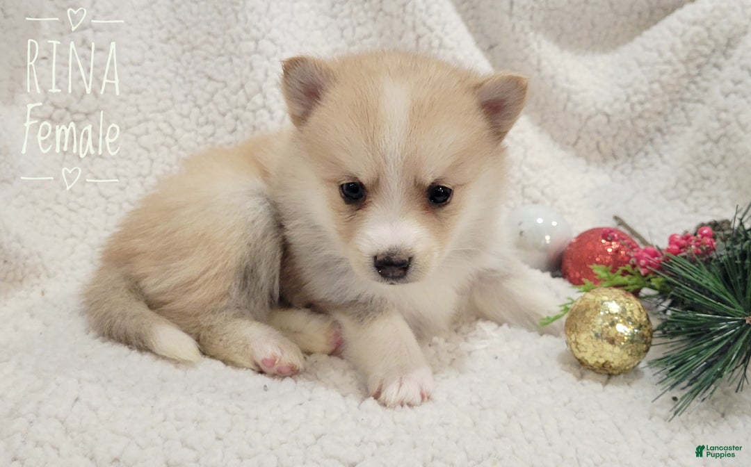 Pomsky dogs for sale: Rina - Ad 3
