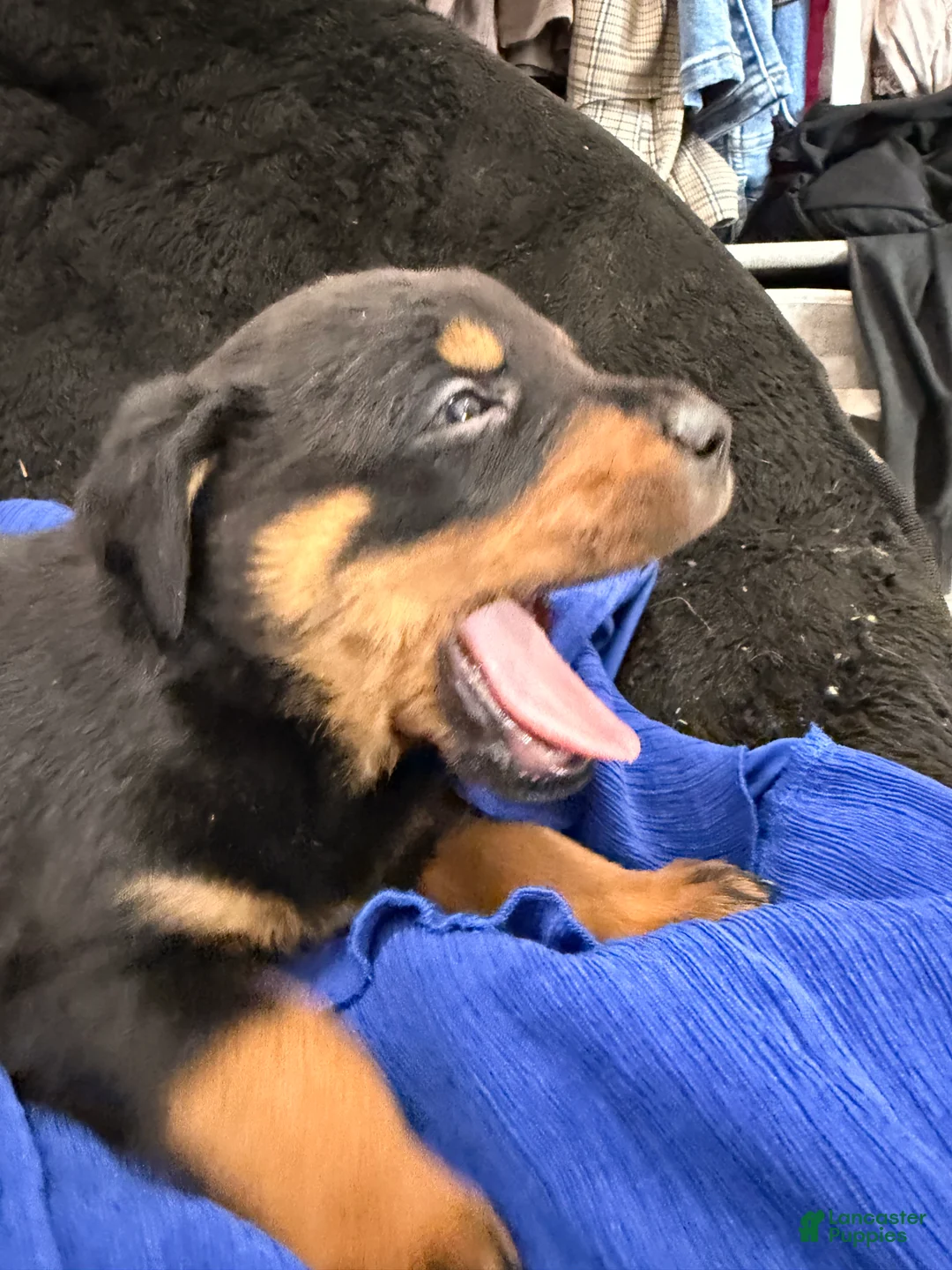 Rottweiler dogs for sale: Rottweiler Puppy 5 - Ad 2