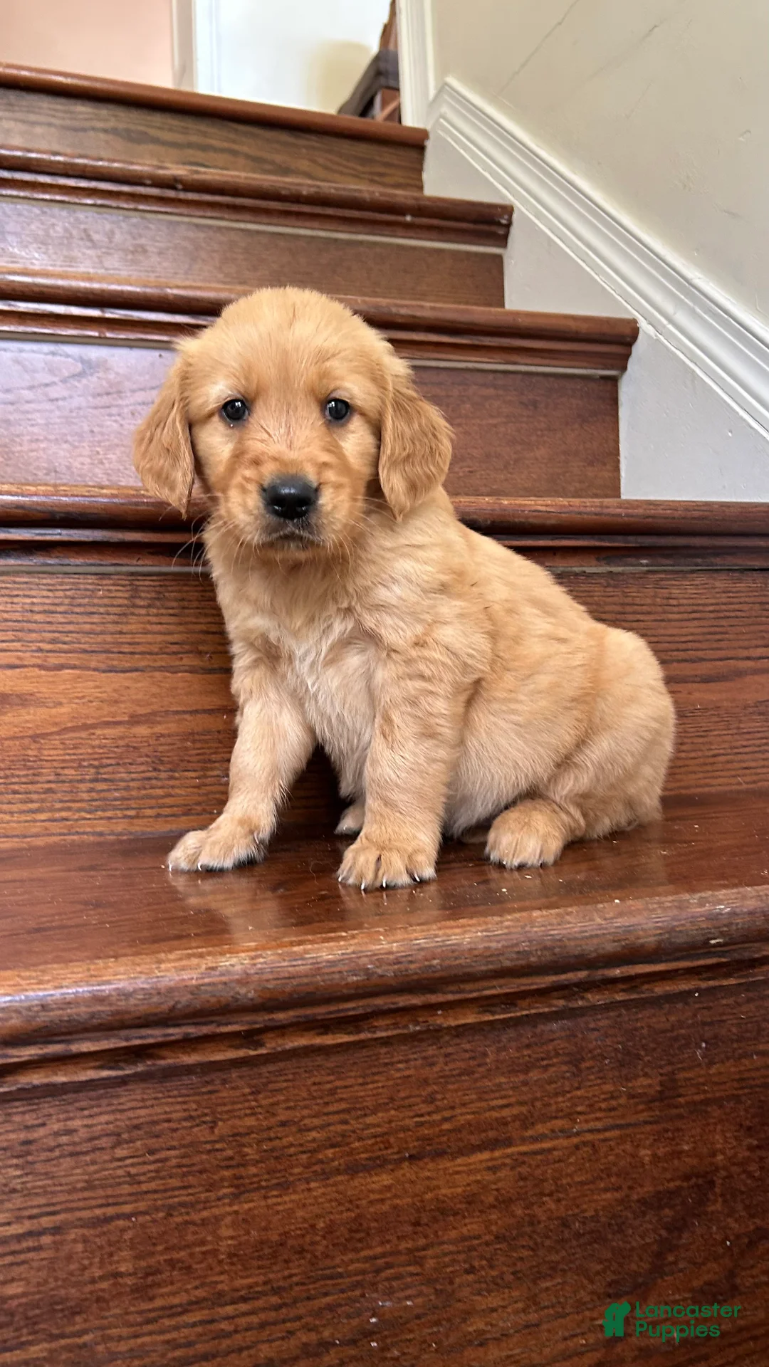 Golden Retriever dogs for sale: Buddy - Ad 2