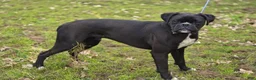 Boxer dogs for sale: Boxer Puppy 1 - Ad 2