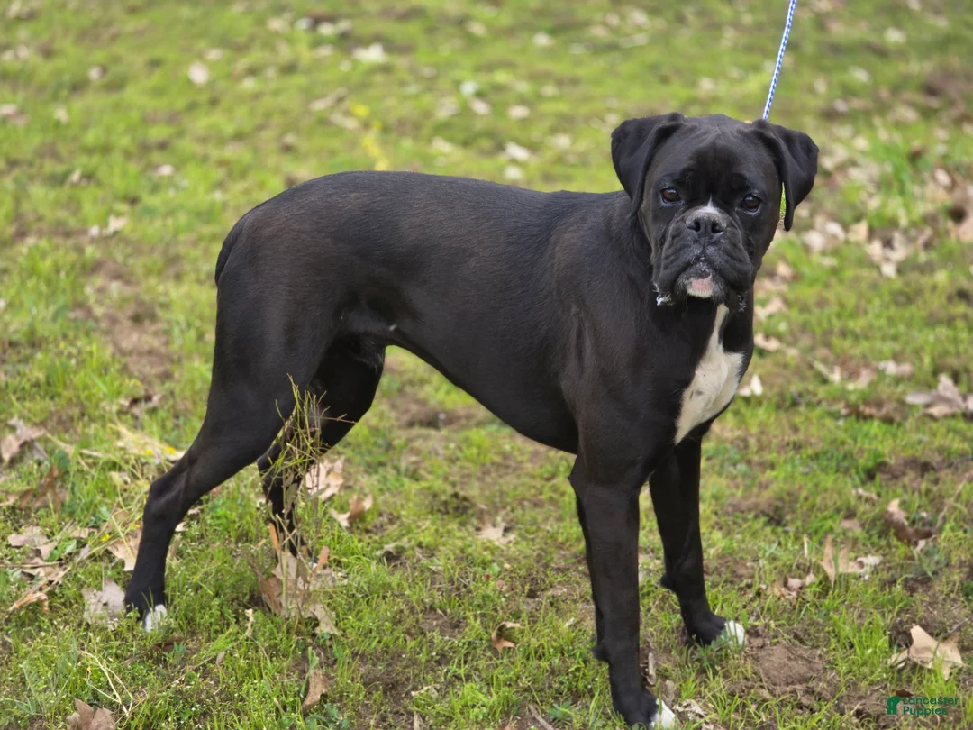 Boxer dogs for sale: Boxer Puppy 1 - Ad 2