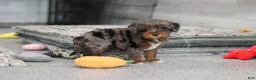 Cavapoo dogs for sale: Kylie - Ad 2