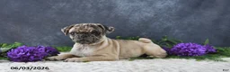 Pug dogs for sale: Gracelyn - Ad 4