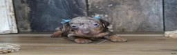 Miniature Dachshund dogs for sale: Ash - Ad 8