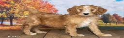 Goldendoodle dogs for sale: Buster - Ad 3
