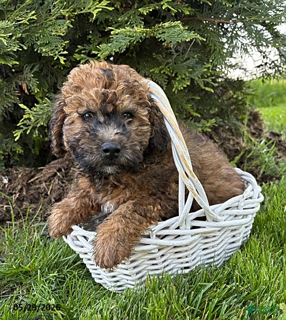 Whoodle dogs Daisy - Ad 2