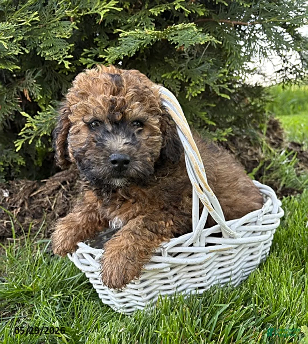 Whoodle dogs for sale: Daisy - Ad 2