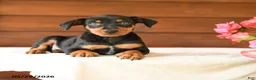 Miniature Pinscher dogs for sale: Cory - Ad 5