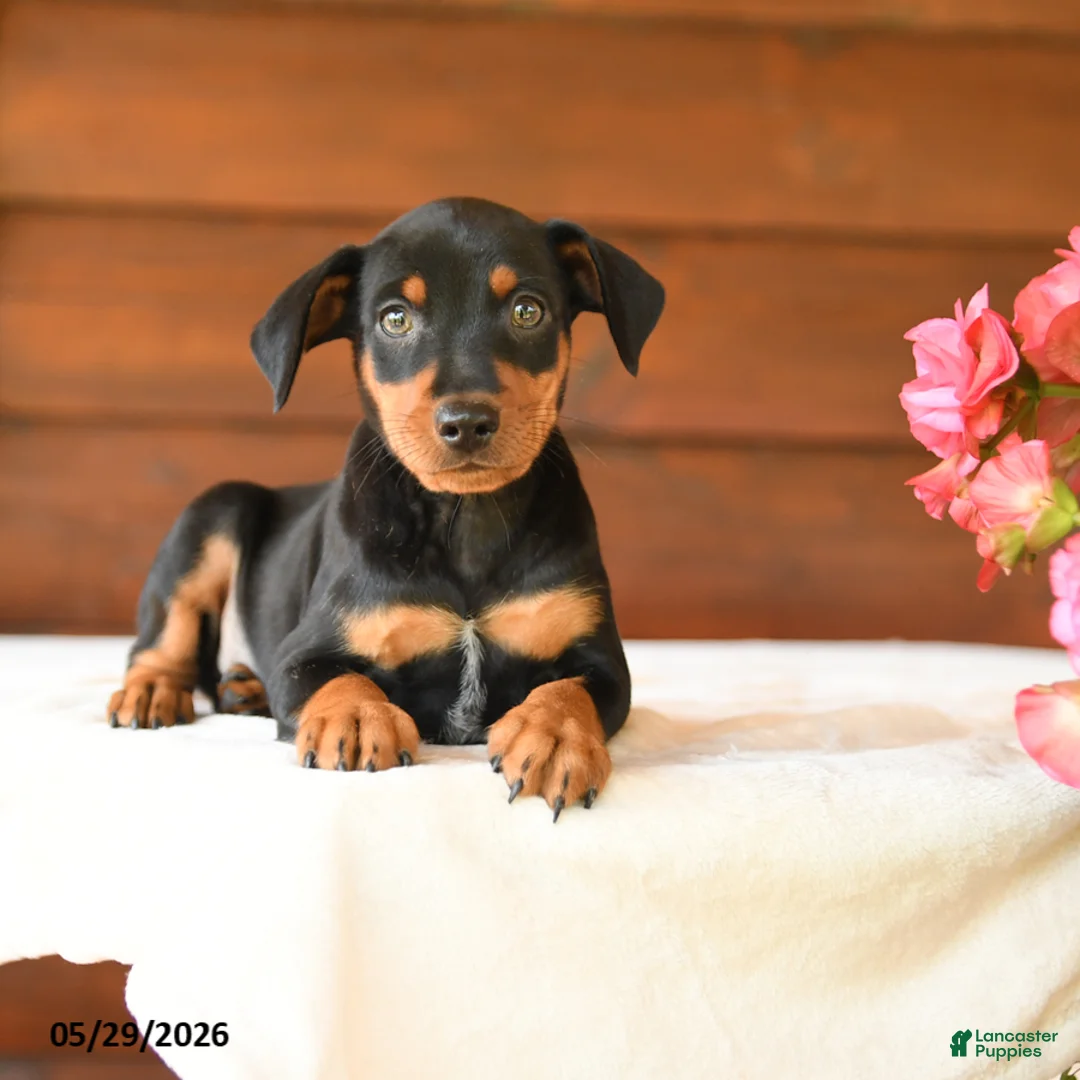 Miniature Pinscher dogs for sale: Cory - Ad 5