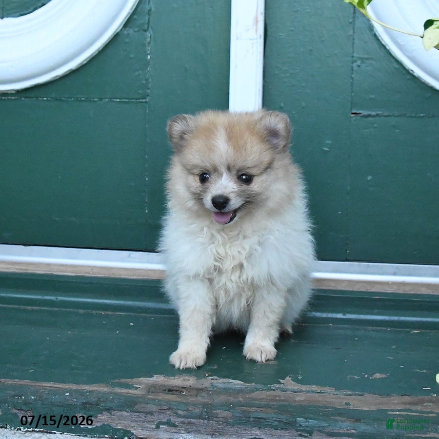 Pomeranian dogs Dixie - Ad 2