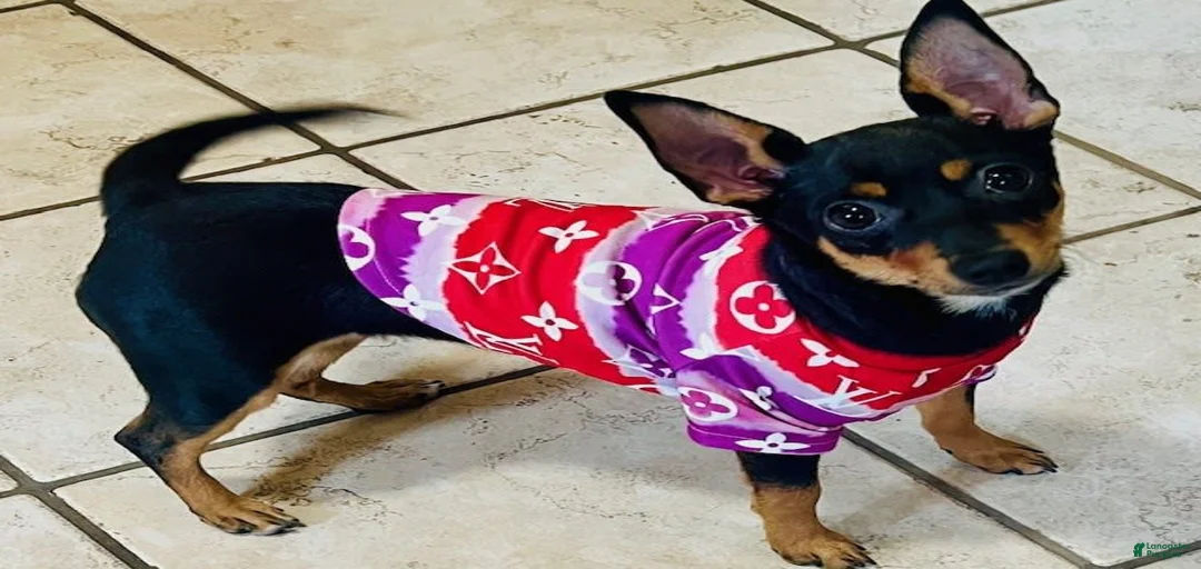 Gallery Image {{count}}