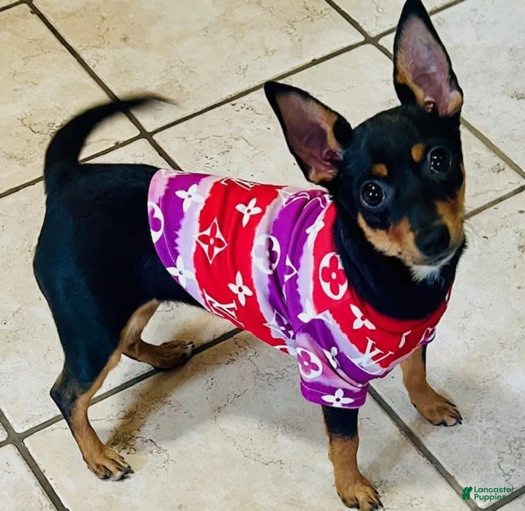 Gallery Image {{count}}