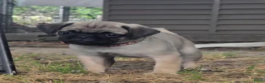 Benny
