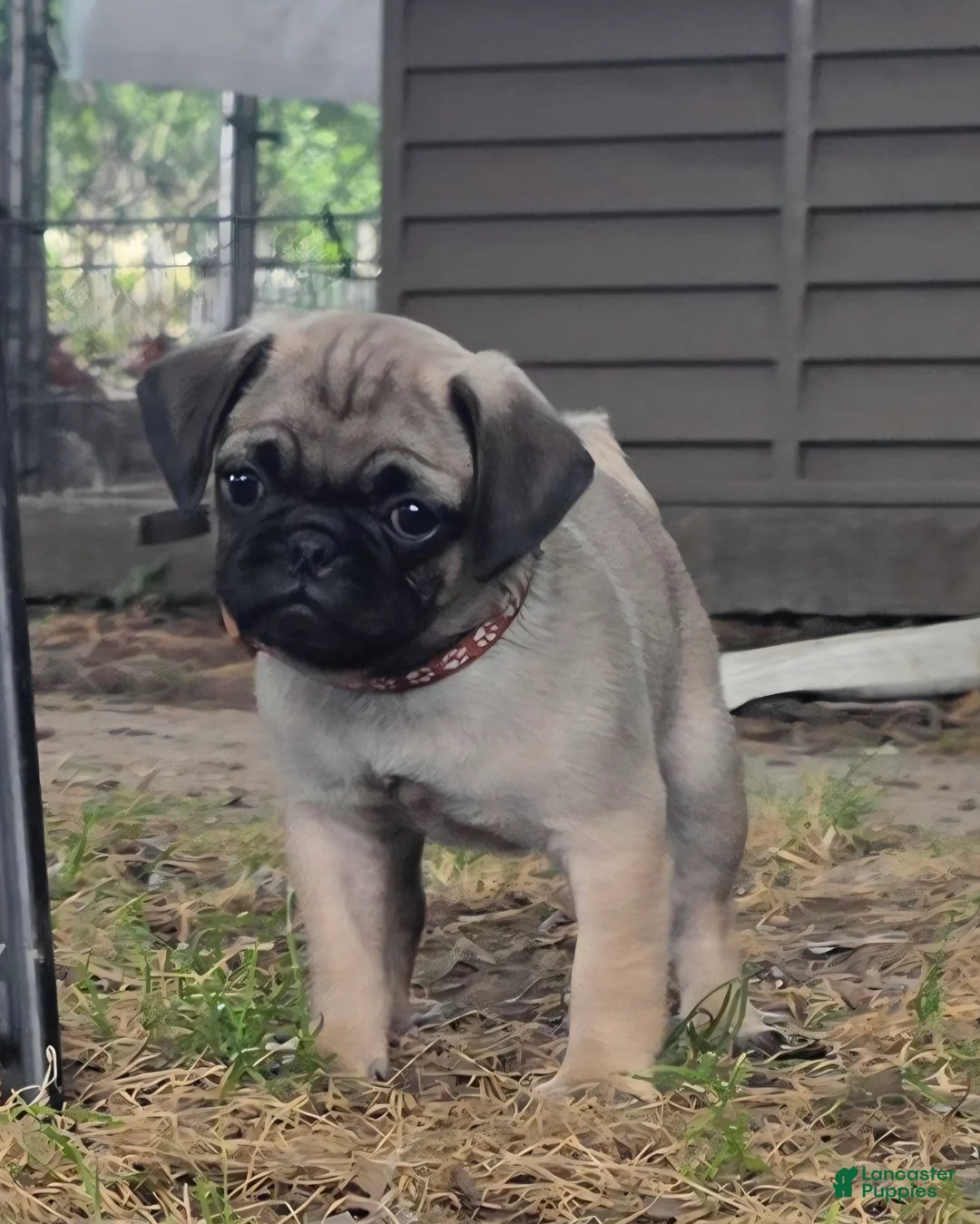 Pug dogs for sale: Benny - Ad 1
