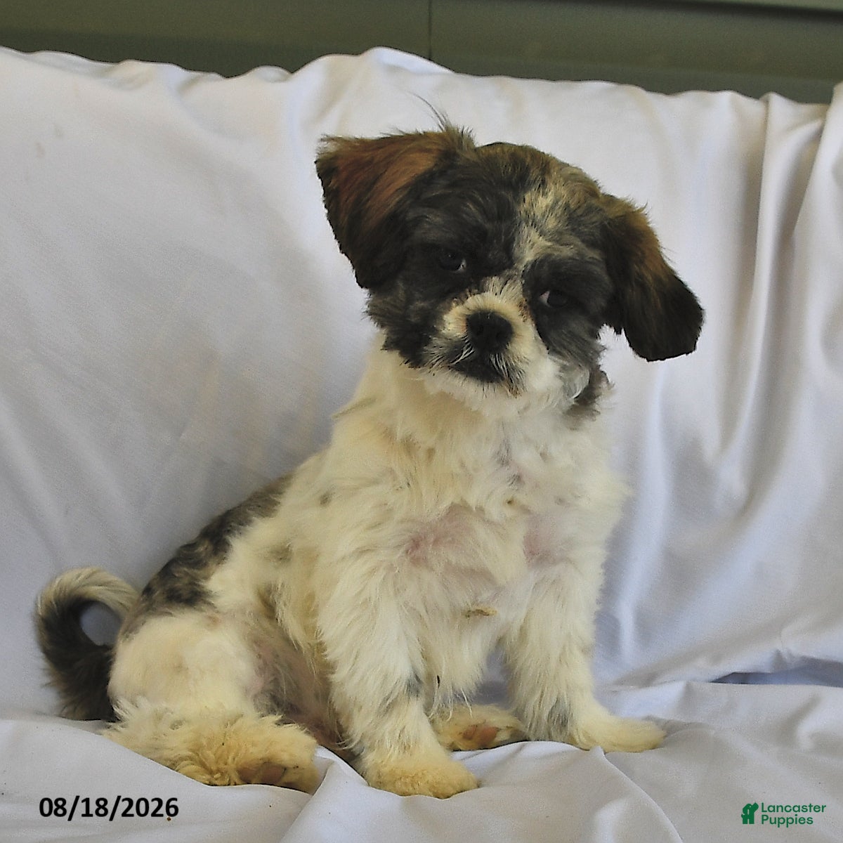 Shih Tzu dogs Jeremiah - Ad 2