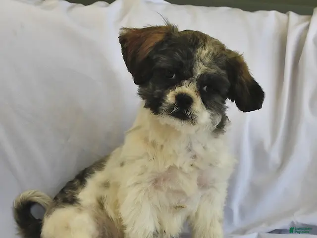 Shih Tzu dogs for sale: Jeremiah - Ad 2