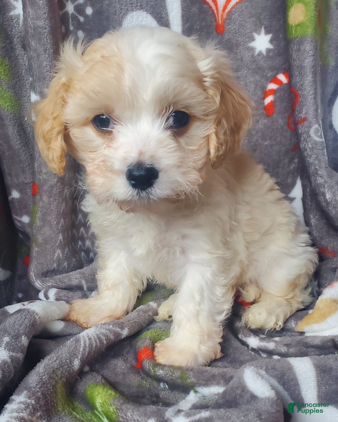 Cavachon dogs for sale: Nash - Ad 2