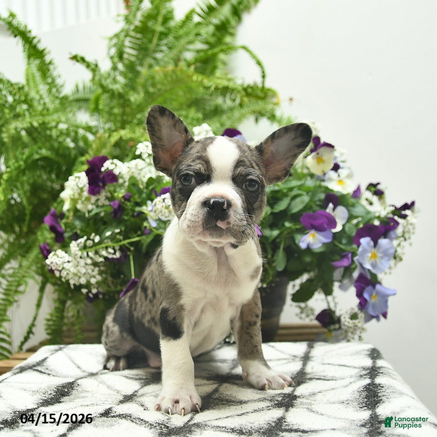 Boston Terrier dogs Ryder  - Ad 1