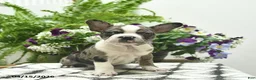 Boston Terrier dogs for sale: Ryder  - Ad 1