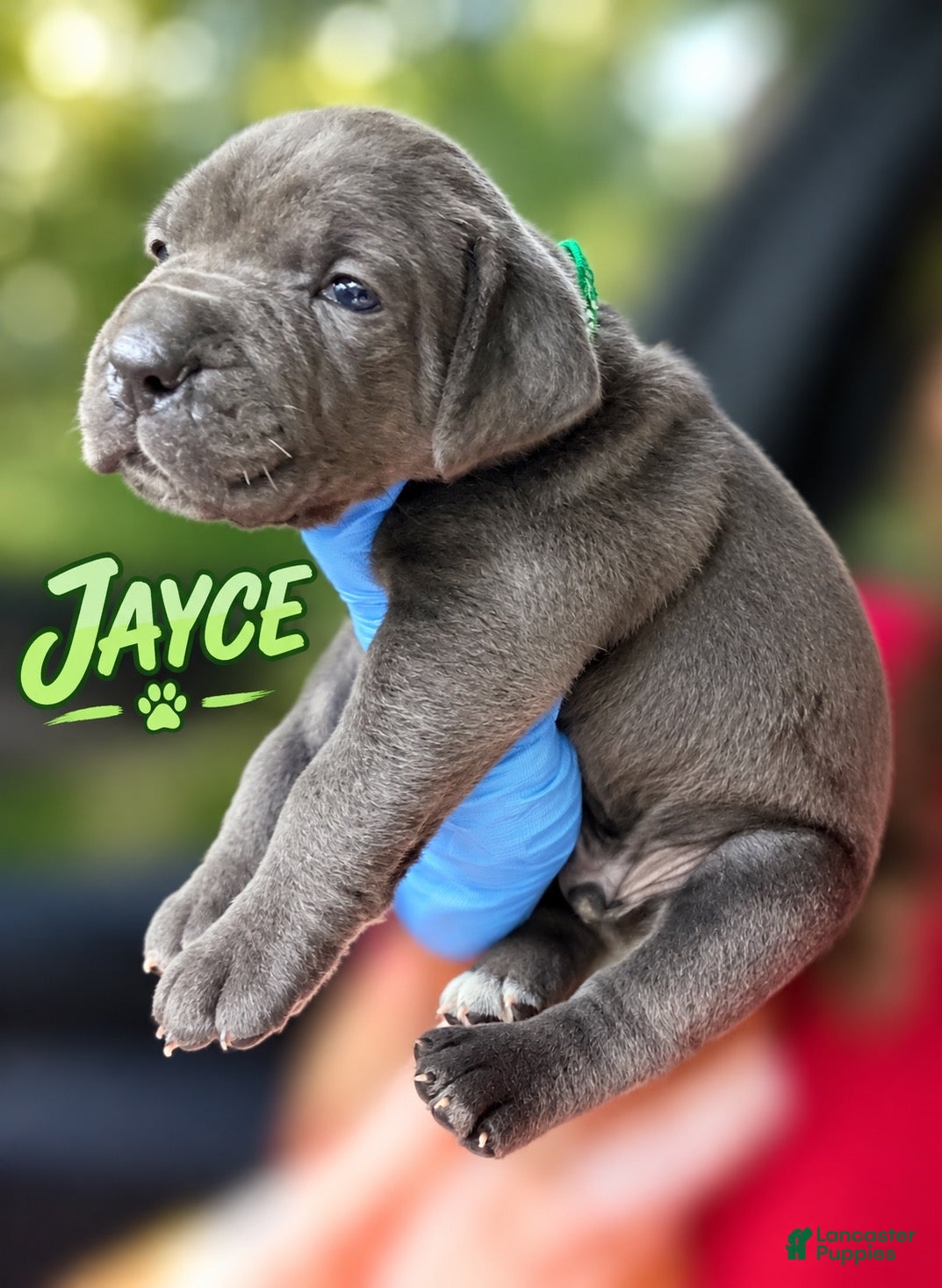 Cane Corso dogs Jayce - Ad 1