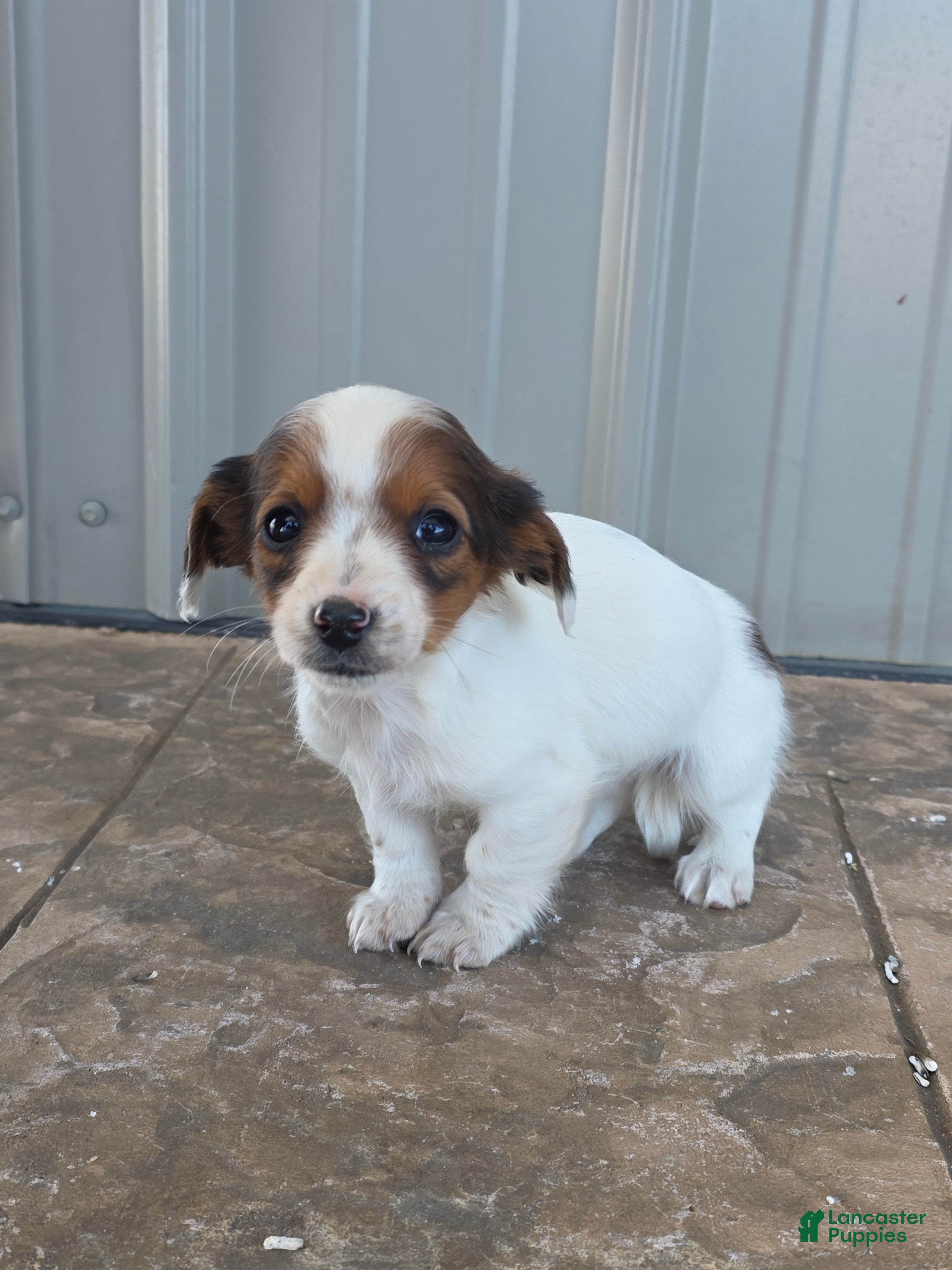 Miniature Dachshund dogs for sale: Daisy - Ad 1