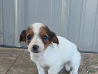 Miniature Dachshund dogs for sale: Daisy - Ad 1