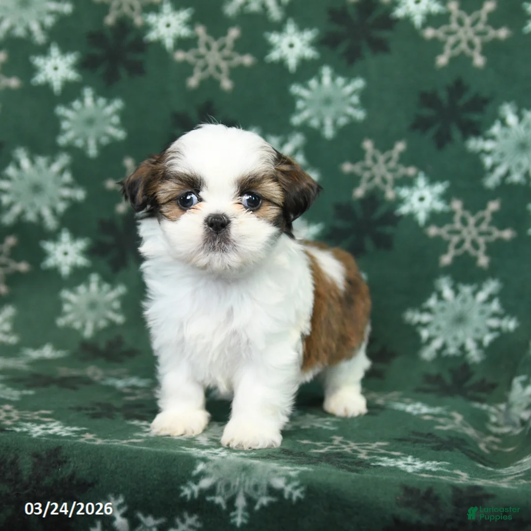 Shih Tzu dogs for sale: Kaisy - Ad 3