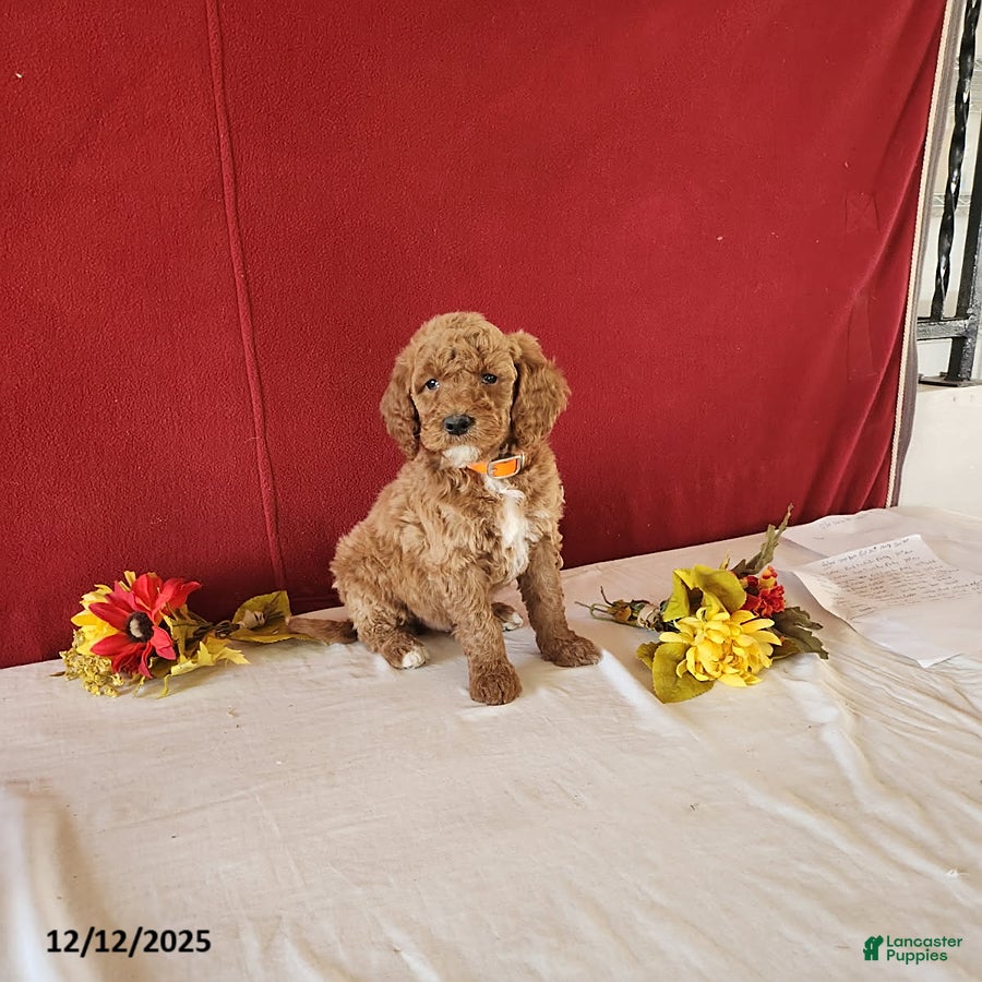 Goldendoodle dogs Hossay - Ad 8
