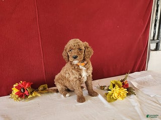 Goldendoodle dogs Hossay - Ad 4