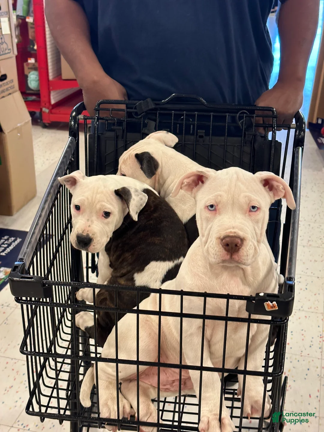 Gallery Image {{count}}