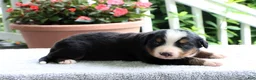 Bernese Mountain Dog dogs for sale: Katie - Ad 5