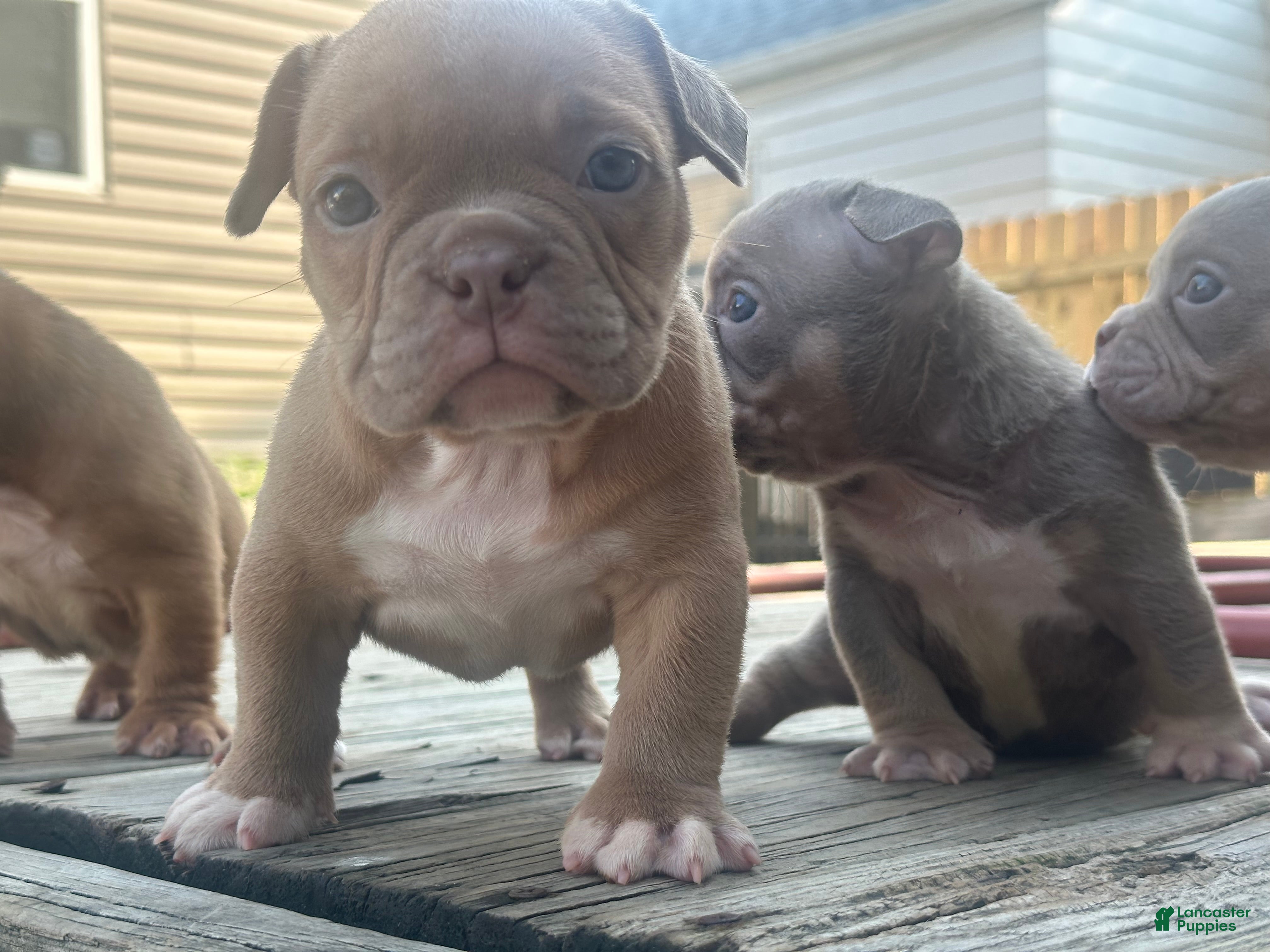 American Bully dogs Princess Peach - Ad 2