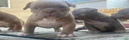 American Bully dogs for sale: Princess Peach - Ad 5