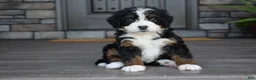Mini Bernedoodle dogs for sale: Carla - Ad 3