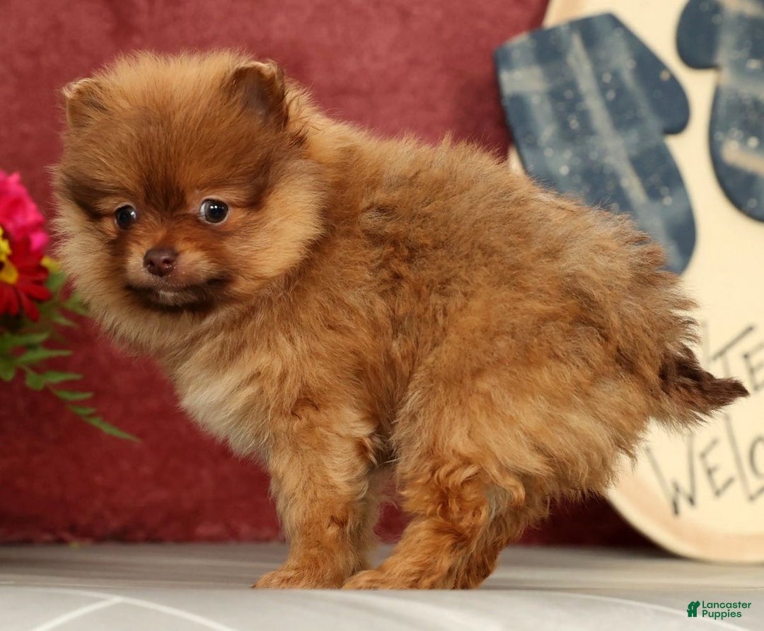 Pomeranian dogs for sale: Ollie - Ad 6
