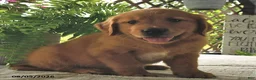 Golden Retriever dogs for sale: Bodie - Ad 4