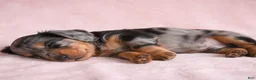Miniature Dachshund dogs for sale: AKC King - Ad 6