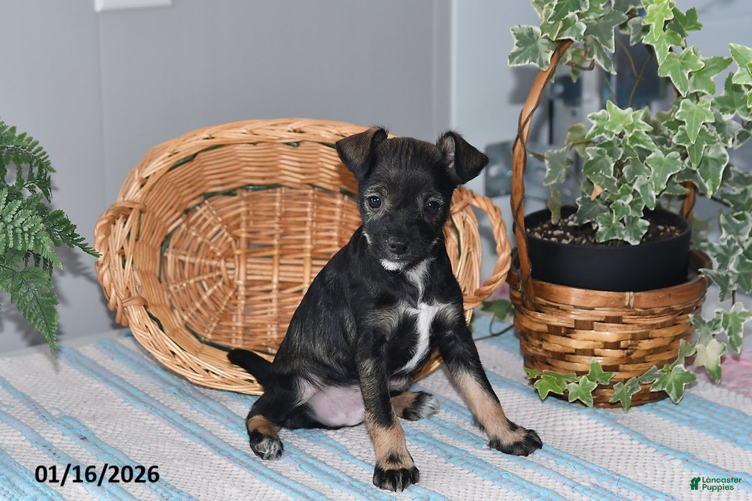 Mixed Breed dogs for sale: Torey - Ad 4