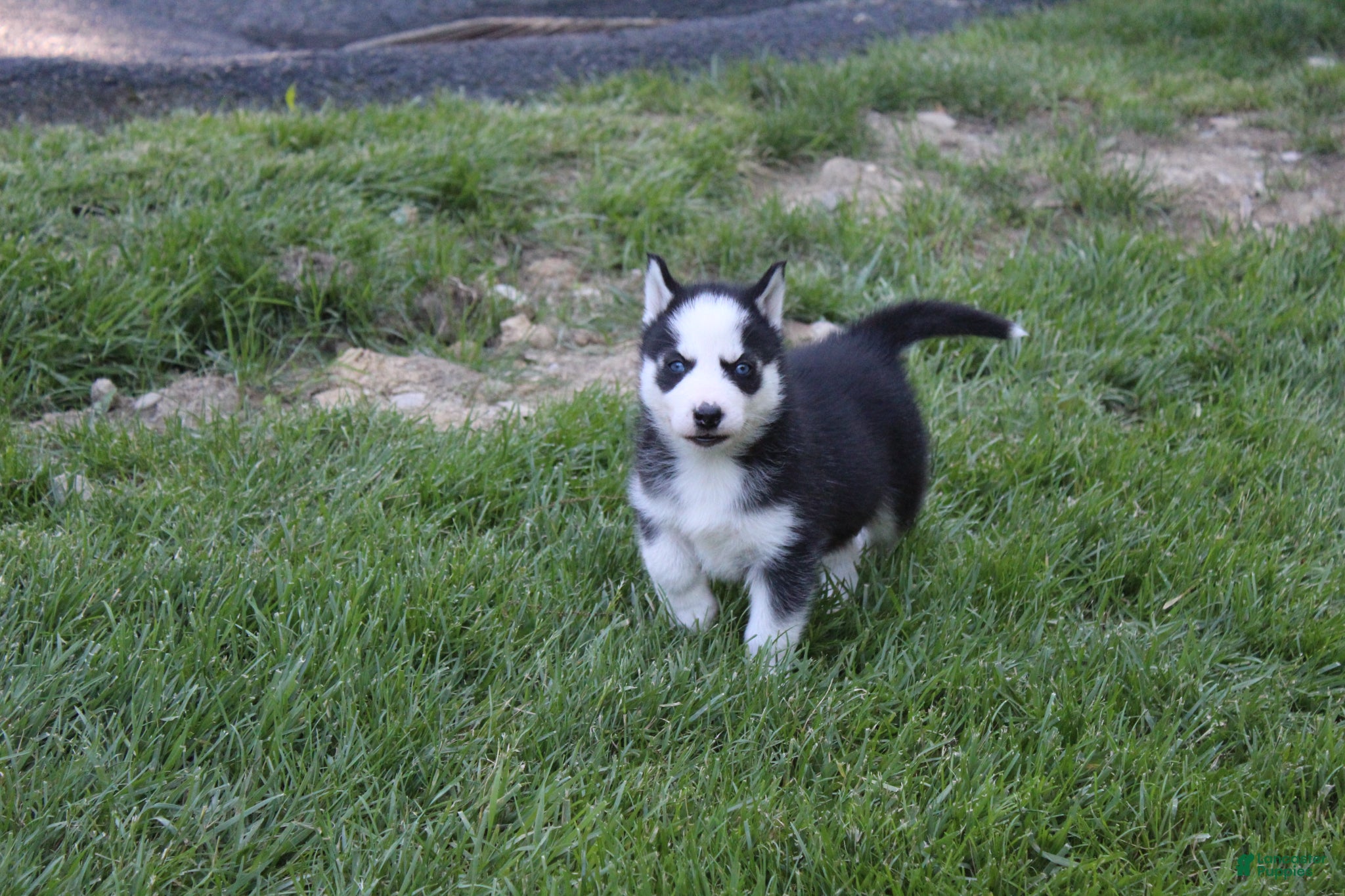 Siberian Husky dogs Ace - Ad 1