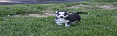 Ace