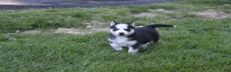 Siberian Husky dogs for sale: Ace - Ad 1