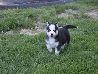 Siberian Husky dogs for sale: Ace - Ad 2