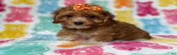 Yorkiepoo dogs for sale: Bree - Ad 4