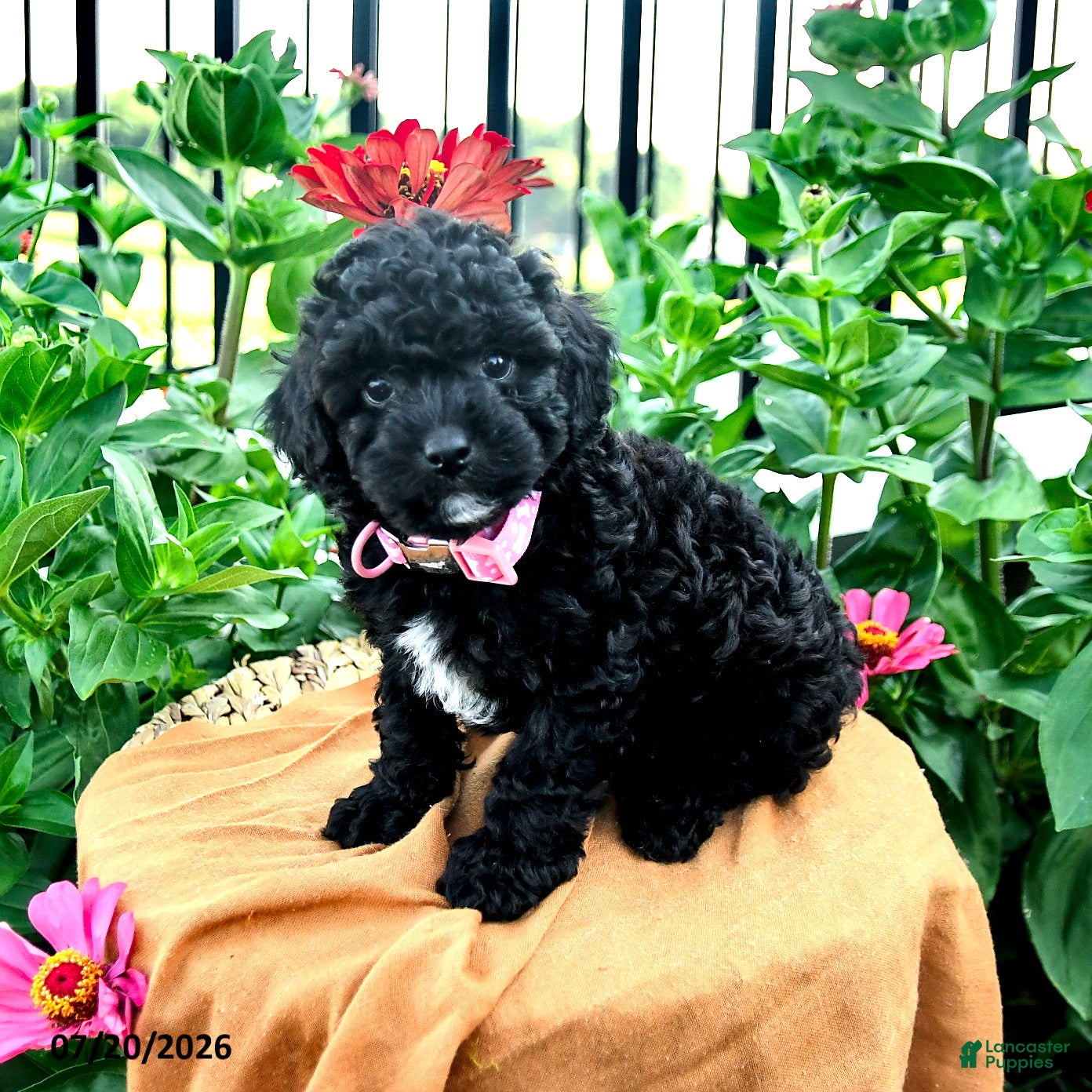 Toy Poodle dogs Frisky - Ad 1
