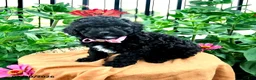 Toy Poodle dogs for sale: Frisky - Ad 1