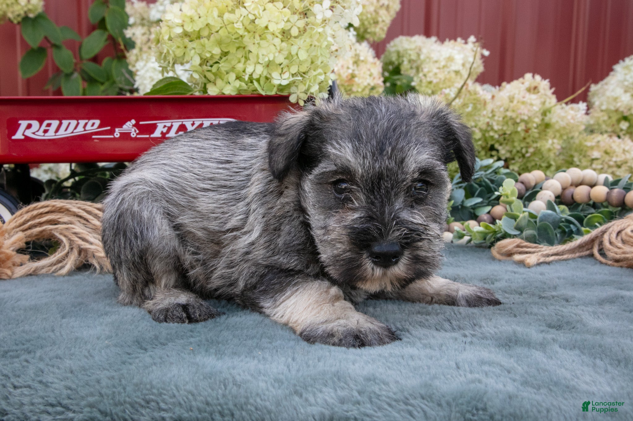 Miniature Schnauzer dogs Shorty - Ad 2